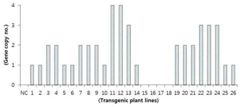 NDPK2 도입 산호수 형질전환체의 목표 유전자 도입 copy 수