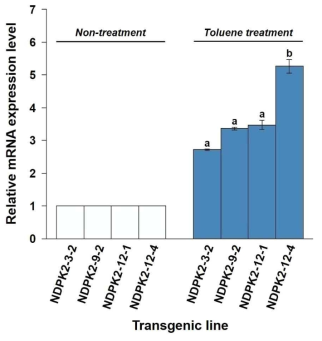 NDPK2 도입 형질전환 산호수의 톨루엔 비처리구 (Non-treatment) 및 처리구 (Toluene treatment)간 qRT-PCR 분석