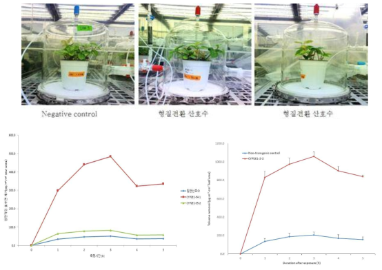 CYP2E1 도입 형질전환 산호수의 톨루엔 저감 능력 검정