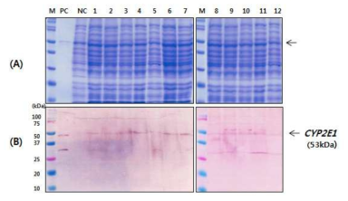 형질전환 산호수로 부터 CYP2E1 단백질 발현 확인. SDS-PAGE (A) 및 Western blot analysis (B). Lane M: Pre-stained protein marker (Bio-Rad); Lane PC : Recombinant rabbit CYP2E1 protein derived from E.coli; Lane NC : 비형질전환 산호수의 전체 잎 단백질; Lane 1-12 : 형질전환 산호수 라인들의 잎 단백질: 2-1, 2-2, 3-3, 3-4, 6-1, 6-2, 6-5, 20-3, 24-3, 35-1, 54-1, 54-2