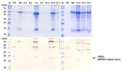 형질전환 산호수로 부터 NDPK2 단백질 발현 확인. SDS-PAGE (A) 및 Western blot analysis (B). Lane M: Pre-stained protein marker(Bio-Rad); Lane PC: Recombinant rabbit NDPK2 protein derived from E.coli; Lane NC: 비형질전환 산호수; Lane 1-6: NDPK2-3-1, NDPK2-7-2, NDPK2-10-5, NDPK2-12-4, NDPK2-13-3, NDPK2-15-1 계통