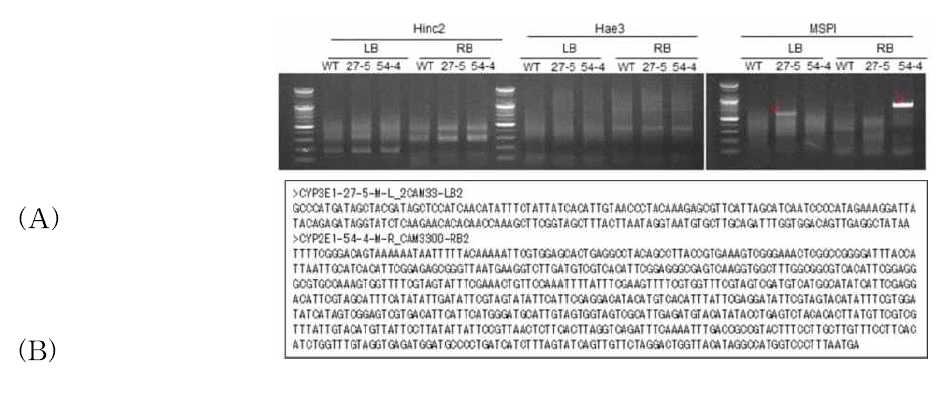 CYP2E1 유전자 삽입 형질전환 산호수의 Flanking DNA Sequencing. 제한효소를 이용한 유전자 삽입 개수 확인(A), CYP2E1 유전자 도입 산호수 지놈내 주변 염기 서열(B)