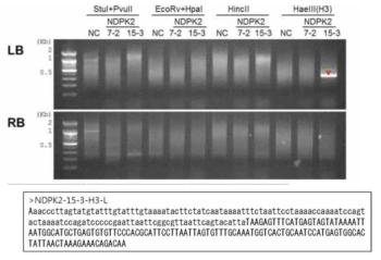 NDPK2 유전자 도입 형질전환 산호수의 Flanking T-DNA Sequencing. 제한효소를 이용한 유전자 삽입 개수 확인(A), NDPK2 유전자 도입 산호수 지놈내 주변 염기 서열(B)