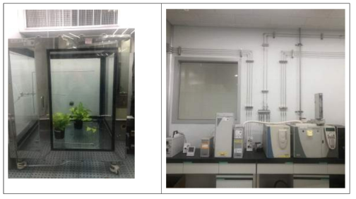 Treatment of toluene to Scindapsus (Epipremnum aureum) in the sealed chamber and gas chromatography instrument