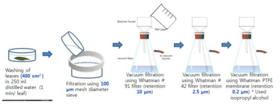 잎 왁스 층에 흡착된 미세먼지 측정하는 무게 분석법 과정