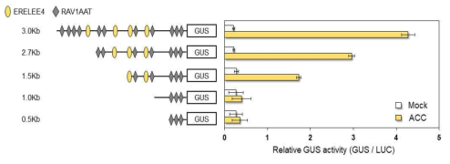 GLIP1 promoter 조각들의 GUS 활성 측정