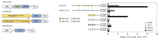 전사인자들과 ERELEE4 서열 결합이 유도하는 유전자 발현 활성 측정