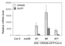 35:ORA59-GFP 및 ora59KO 식물체 제작 및 유전자 발현 분석