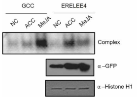호르몬 처리후 ORA59-GFP 핵 단백질을 이용한 EMSA 분석