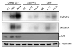 야생형, 35S:ORA59-GFP, ora59KO 식물체의 ERELEE4 및 GCC box와의 결합력 조사