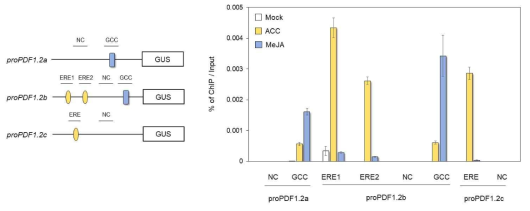ethylene/JA 처리에 의한 ORA59의 ERELEE4와 GCC box의 선택적 결합 조사