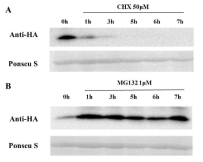 ORA59 단백질의 안정성 확인