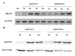 ethylene과 JA 처리에 따른 ORA59 유전자 발현과 ORA59 단백질 안정성