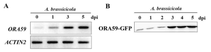A.brassicicola 처리에 따른 ORA59 유전자 발현과 ORA59 단백질 양 조사