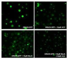 ethylene과 JA에 따른 ORA59 단백질의 위치 변화