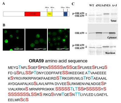 ORA59 단백질의 위치 변화 및 아미노산 서열 분석