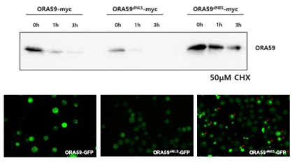 ORA59 단백질의 위치에 따른 단백질 안정성 분석
