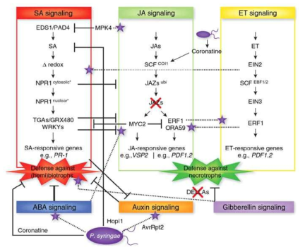 식물면역 조절 호르몬 신호 네트워크에 대한 모델 (Pieterse et al., 2009)