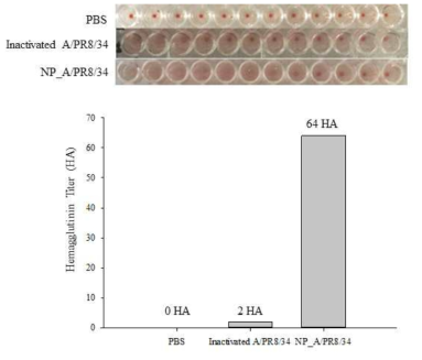 Hemagglutinin assay을 통한 H1N1 사백신 나노입자의 항원성 비교