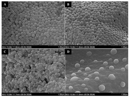 주사전자현미경(SEM)으로 관찰한 M2e VLP나노입자 형태 및 각 pH환경에서의 형태변화 확인.(A) 최초 나노입자; (B) pH2.0 용액에서의 나노입자; (C) pH5.0 용액에서의 나노입자; (D) pH7.4 용액에서의 나노입자