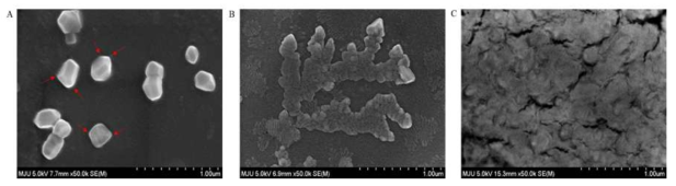 주사전자현미경(SEM)으로 관찰한 BSA 나노입자 형태 및 각 pH환경에서의 형태변화 확인.(A) 최초 나노입자; (B) pH2.0 환경에서의 나노입자; (C) pH7.4 환경에서의 나노입자