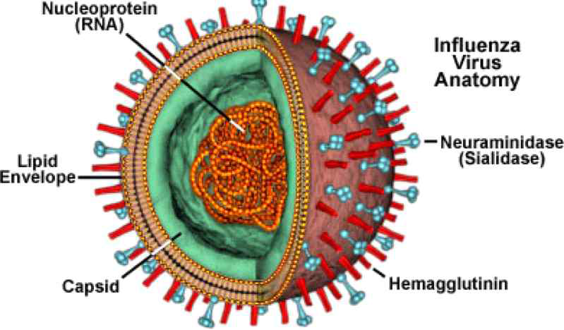 조류인플루엔자 바이러스 구조