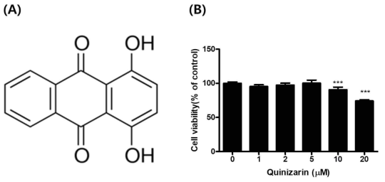 Effects of quinizarin on the viability of 3T3-L1 preadipocyte cells. (A) Structure of quinizarin. (B) Cell viability was assessed by MTT assay after 24h exposure to quinizarin. The data were expressed as a percentage normalized to untreated control cells