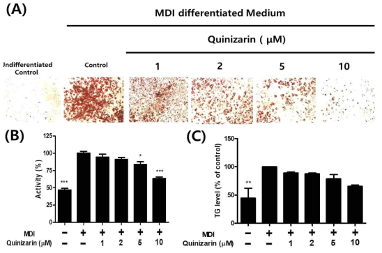 Effect of quinizarin on the lipid accumulation and TG levels of 3T3-L1 cells. (A, B) During absence or presence of MDI differentiation, the cells were treated with or without quinizarin. Microscopic images (X100, Olympus) of adipocytes stained with Oil Red O and the fat content measured 500nm using a microplate reader after Oil Red O elution. (C) Triglyceride contents were measured using a commercial TG assay kit