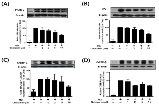 Effect of quinizarin on the expression of adipogenic-related transcription factors in 3T3-L1 cells. During the differentiation process, 3T3-L1 cells were exposed to quinizarin. Cell lysates were collected and processed for Western blot analysis. The expression level of (A) PPAR-γ, (B) aP2 (C) C/EBP-α, (D) C/EBP-b was quantified by image J software. Actin was used as a loading control. Each data were expressed as the fold change normalized to control cells