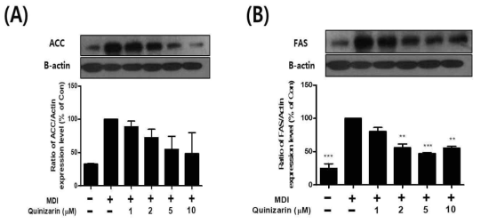 Effect of quinizarin on the expression of lipogenesis-related transcription factors in 3T3-L1 cells. During the differentiation process, 3T3-L1 cells were exposed to quinizarin. Cell lysates were collected and processed for Western blot analysis. The expression level of (A) ACC, (B) FAS was quantified by image J software. Actin was used as a loading control. Each data were expressed as the fold change normalized to control cells