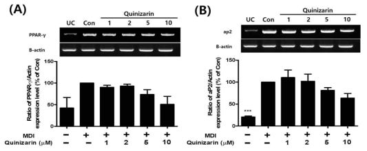 Effect of quinizarin on the adipogenic mRNA expression during adipocyte differentiation. (A) PPAR-γ, and (B) aP2 mRNA expression levels of the indicated gene were determined by RT-PCR. The data are expressed as the fold change normalized to control cells