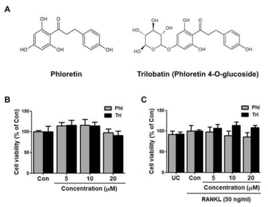 Effects of Phl and Tri on the viability of RAW 264.7 cells and RANKL-induced differentiating osteoclastic cells. (A) Structures of phloretin (Phl) and trilobatin (Tri, phloretin 4-O-glucoside). Cell viability was measured by MTT assay after treatment of (B) undifferentiated RAW 264.7 cells and (C) RANKL (50 ng/ml)-induced differentiating osteoclastic cells with Phl and Tri for 48 h. Data are expressed as percentages normalized to the (B) untreated control cells (Con, 100%) and (C) differentiating control cells treated with RANKL only (Con, 100%)