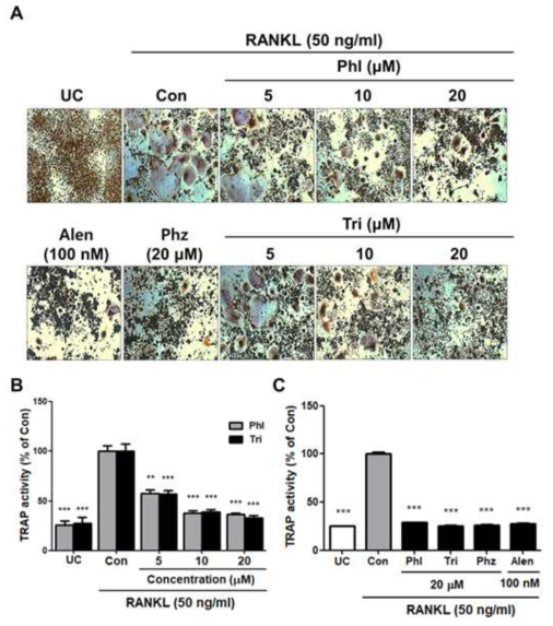 Effects of Phl and Tri on TRAP activity in RANKL-induced osteoclastic cells. (A) Cells were cultured with 50 ng/ml RANKL and Tri and Phl for 5 days, stained using a leukocyte acid phosphatase kit, and TRAP positive multinucleated osteoclasts were visualized under light microscopy (100X). (B) TRAP activity was measured at 405 nm