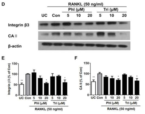 Tri and Phl attenuate expression of bone resorptive proteins. (D) Levels of (E) integrin b3 and (F) CA II proteins were determined by western blot analysis following sample treatment for 5 day