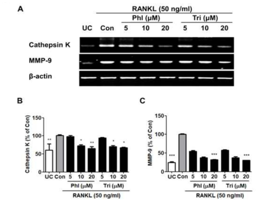 Tri and Phl attenuate expression of osteoclastogenic marker genes. (A) mRNA expression levels of RANKL-induced (B) cathepsin K and (C) MMP-9 were determined by RT-PCR following sample treatment (0-20 mM) for 5 days