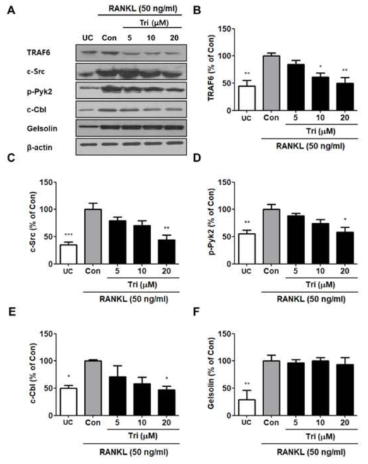 Tri inhibits osteoclast differentiation and function via suppression of TRAF6-c-Src-Pyk2-c-Cbl signalling. (A) Lysates of cells cultured with 50 ng/ml RANKL and Tri were subjected to SDS-PAGE and western blot analysis for (B) TRAF6, (C) c-Src, (D) p-Pyk2, (E) c-Cbl, and (F) gelsolin