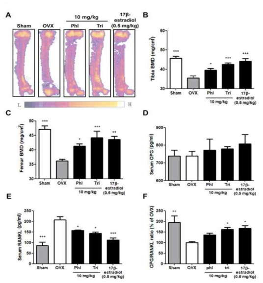 Tri and Phl augment BMD and OPG/RANKL ratio in OVX mice. Ovariectomized (OVX) mice were divided into 5 groups (n=6 per group), and all samples dissolved in PBS (0.1% ethanol) were orally administered daily for 4 weeks: Sham (normal control), OVX (sample-untreated control group), OVX+Phl (10 mg/kg), OVX+Tri (10 mg/kg), and OVX+17β -estradiol (positive control, 0.5 mg/kg). BMD and BMC of collected bones were determined by using pDEXA. BMD index was calculated by dividing BMC (mg) by the projected bone area (cm2).(A) DEXA images of mouse tibia. BMD index of (B) tibia and (C) femur bones. Serum levels of (D) OPG and (E) RANKL were measured using ELISA kits. (F) OPG/RANKL ratio