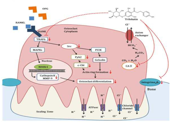 Effects of Trilobatin on RANKL-induced osteoclastic cells