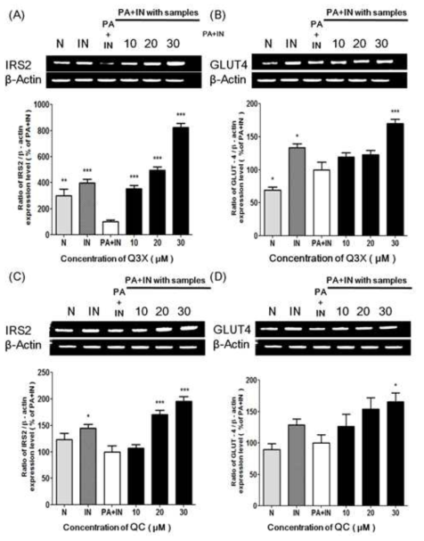 Effect of Q3X on the mRNA expression of IRS2 and GLUT4 in insulin resistant C2C12 cells. The mRNA expression levels of IRS2 (A, Q3X; C, QC) and GLUT4 (B, Q3X; D, QC) genes in the insulin resistant C2C12 cells treated with indicated concentrations of Q3X or QC were determined by RT-PCR. The data were normalized to β-actin and expressed as the fold change compared to that of sample-untreated insulin resistant control (PA+IN) cells