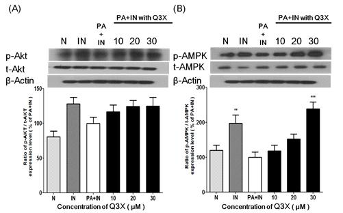 Q3X increases the phosphorylation of Akt and AMPK in insulin resistant C2C12 cells. The effects of Q3X on the activation of (A) Akt and (B) AMPK were assessed by Western blot analysis of phosphorylated forms