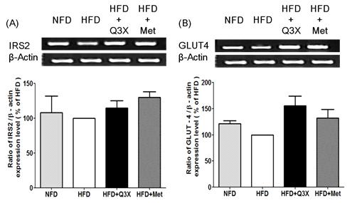 Q3X enhances the IRS2 and GLUT4 protein gene expression in skeletal muscle tissues of diabetic mice. The skeletal muscle tissues obtained from the each group of mice (NFD, HFD, HFD+Q3X, and HFD+Met) were homogenized and expression of (A) IRS2 and (B) GLUT4 genes were determined by RT-PCR. The data were normalized to β-actin and expressed as the fold change compared to that of HFD group