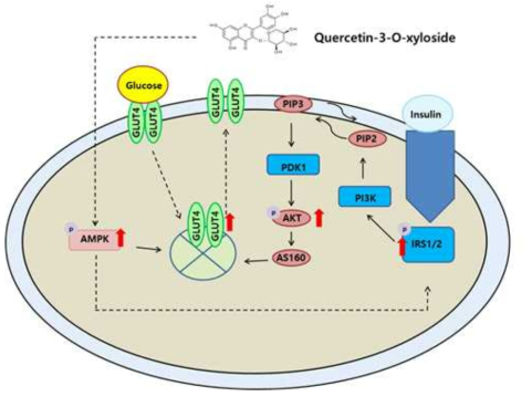 Effects of Q3X in skeletal muscle cells