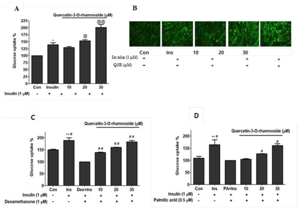 Q3R increased 2-NBDG uptake in normal and insulin-resistant C2C12 myotubes. The normal differentiated C2C12 myotubes were treated with different concentration of Q3R and insulin (1 uM) prior to 2–NBDG treatment. Q3R enhanced the glucose uptake activity in the insulin-stimulated cells (A). The 2-NBDG uptake were immediately imaged (after washing with PBS) using a fluorescence microscope (B). The differentiated myotubes were exposed to 1 μM of dexamethasone (C) and 1 μM of palmitic acid (D) for 16 hr to achieve a state of insulin resistance in C2C12 myotubes and glucose uptake was evaluated