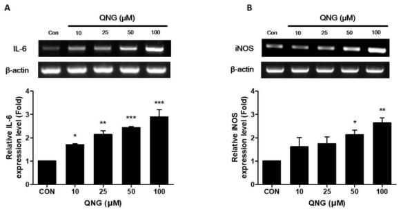 Effects of QNG on the mRNA expressions of IL-6 and iNOS in RAW264.7 cells. Cells were treated with increasing concentrations of QNG (0-100 μM) for 24 h. The expression of (A) IL-6 and (B) iNOS mRNAs was measured using RT-PCR. Relative increases in the levels of each band compared with the loading control βß-actin were quantified using densitometry and ImageJ software