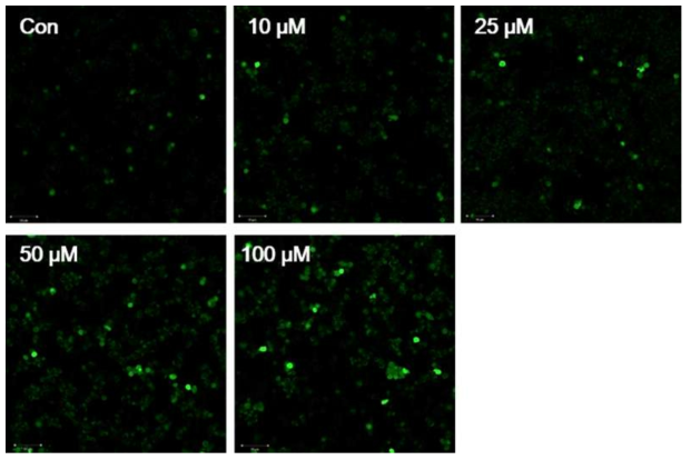 Measurement of intracellular nitric oxide production from QNG-treated macrophages. Cells were incubated with indicated doses of QNG (0-100 μM) for 24 h. The intracellular NO production was monitored using DAF-FM DA and fluorescence images were obtained by LSCM (laser scanning confocal microscopy) with an excitation at 495 nm and an emission at 515 nm (magnitude 20X). Con, untreated control cells