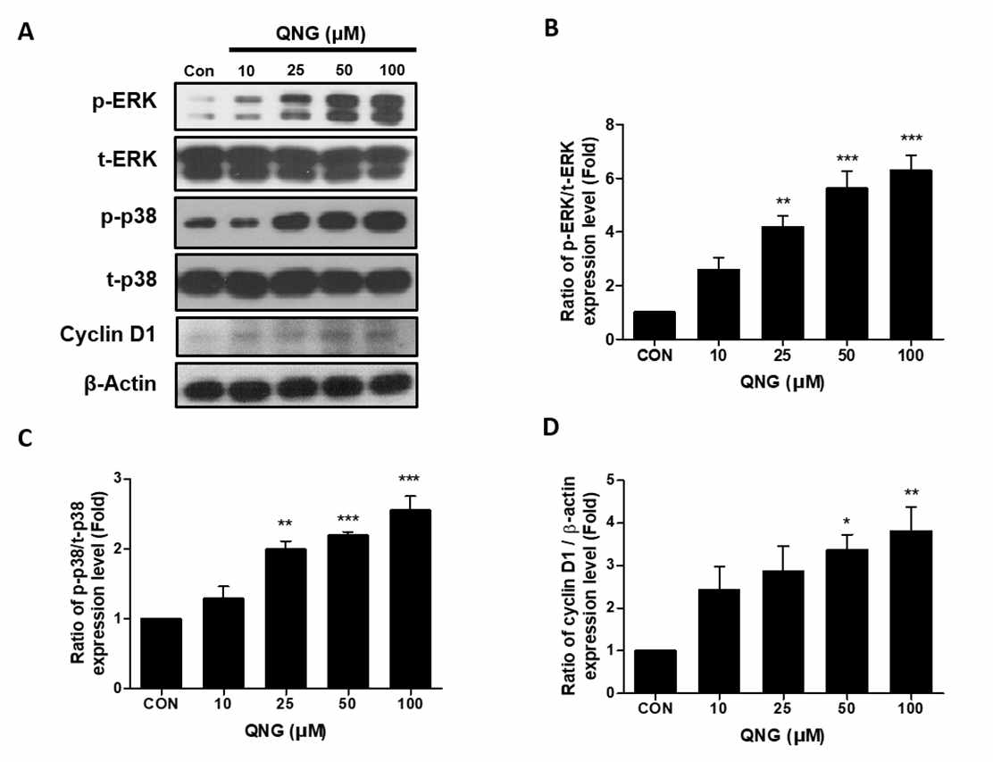 Effects of QNG on the activation of the MAPKs pathway and Cyclin D1 in RAW264.7 cells. Whole cell lysates were collected after treatment with increasing concentrations of QNG for 30 min. (A) Total ERK (t-ERK), total p38 (t-p38) and β-actin were used as a loading control for the Western blot analysis of phosphorylated ERK (p-ERK), p38 (p-p38), and cyclin D1. The levels of (B) p-ERK, (C) p-p38 and (D) cyclin D1 are expressed as the ratios of the phosphorylated proteins or β-actin to the corresponding total protein according to the densitometric analysis