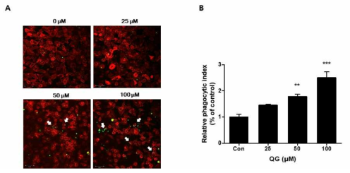 QNG enhances phygocytotic activities of macrophages toward apoptotic cells