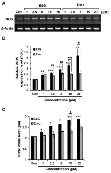 Effects of emodin 8-O-glucoside on the iNOS expression and NO production. (A) Cells were collected after 24 h of treatment with emodin 8-O-glucoside and processed for RT-PCR analysis of iNOS. Actin was used as a loading control. (B) The data are expressed as the fold change normalized to the Con. (C) Cells were incubated with the indicated doses of emodin 8-O-glucoside for 24 h. NO production levels in the culture supernatants were measured using Griess reagent