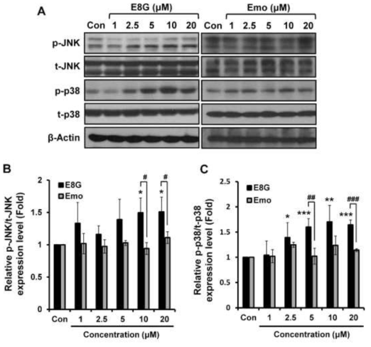 Effects of emodin 8-O-glucoside on the activation of p38 and JNK. (A) Cells were incubated with emodin 8-O-Glucoside and the levels of phosphorylated p38 and JNK were then monitored by western blot analysis