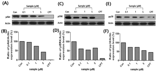 Effects of aloe emodin-O-glucoside (AEG) on phosphorylation of Akt, ERK, and p38 in A549 cells. Cells were collected at 48 h after AEG treatment and processed for western blotting analysis for phosphorylated proteins, Akt (A), ERK (C), and p38 (E); actin was used as a loading control. (B, D, and F) The data were expressed as the percentage normalized to untreated control